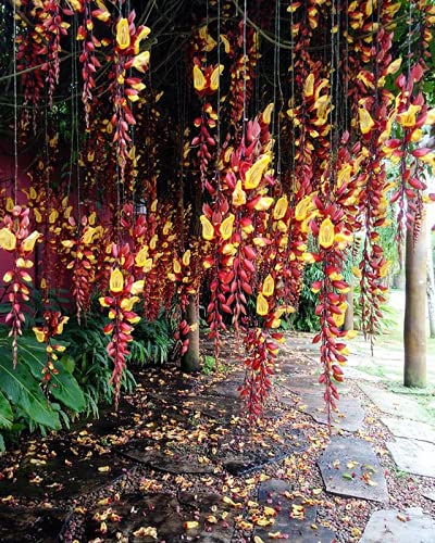 Mysore Clock Vine (Thunbergia mysorensis)
