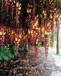Mysore Clock Vine (Thunbergia mysorensis) - Ladybird Nursery