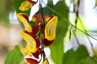 Mysore Clock Vine (Thunbergia mysorensis)