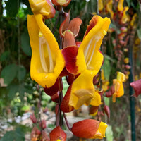 Lady Slipper Vine (Thunbergia mysorensis)