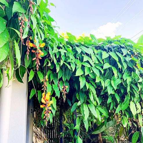 Lady Slipper Vine (Thunbergia mysorensis)