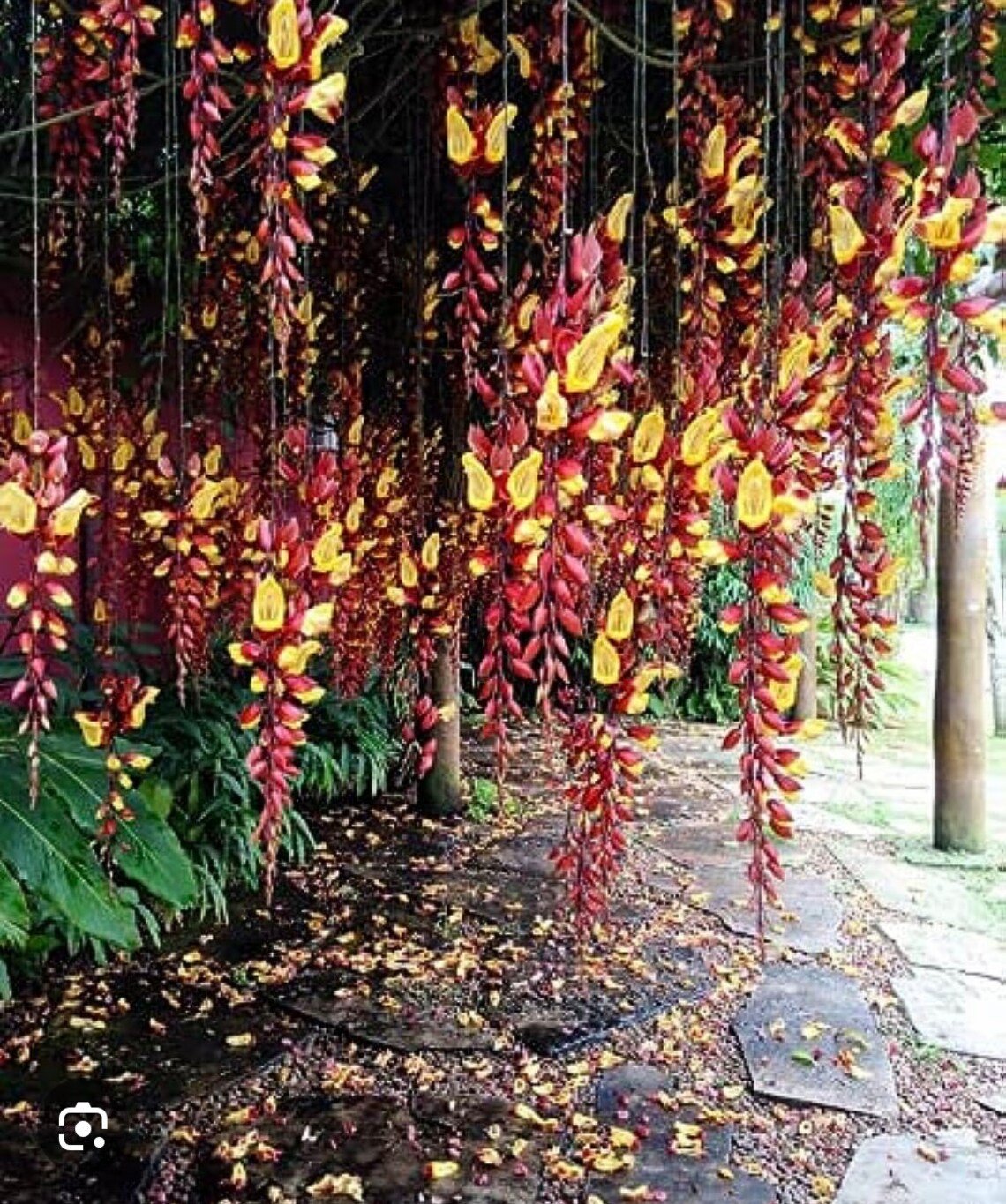 Lady Slipper Vine (Thunbergia mysorensis) - Ladybird Nursery