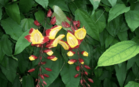Lady Slipper Vine (Thunbergia mysorensis)