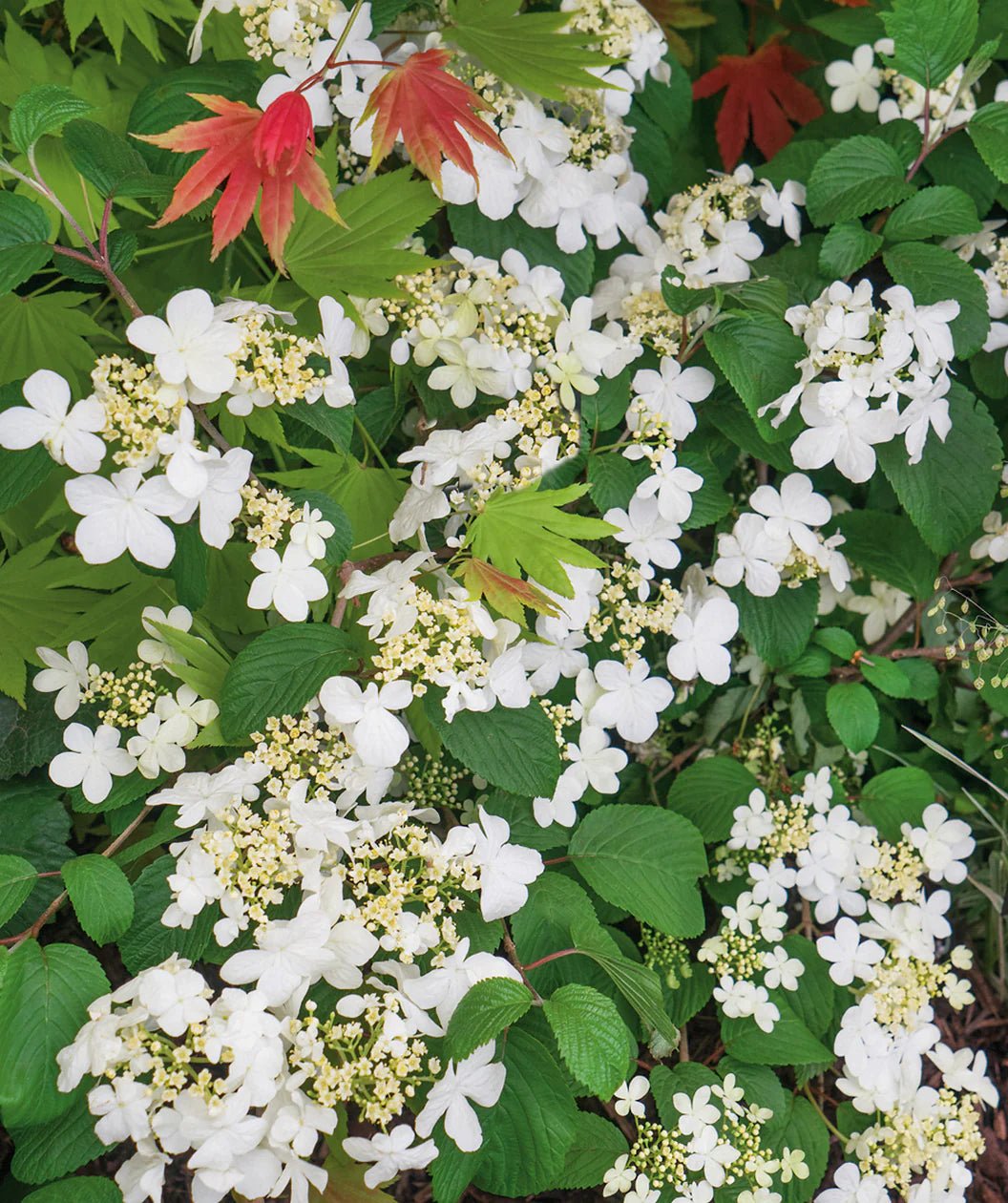 Japanese Snowball Mariesii (Viburnum plicatum) - Ladybird Nursery