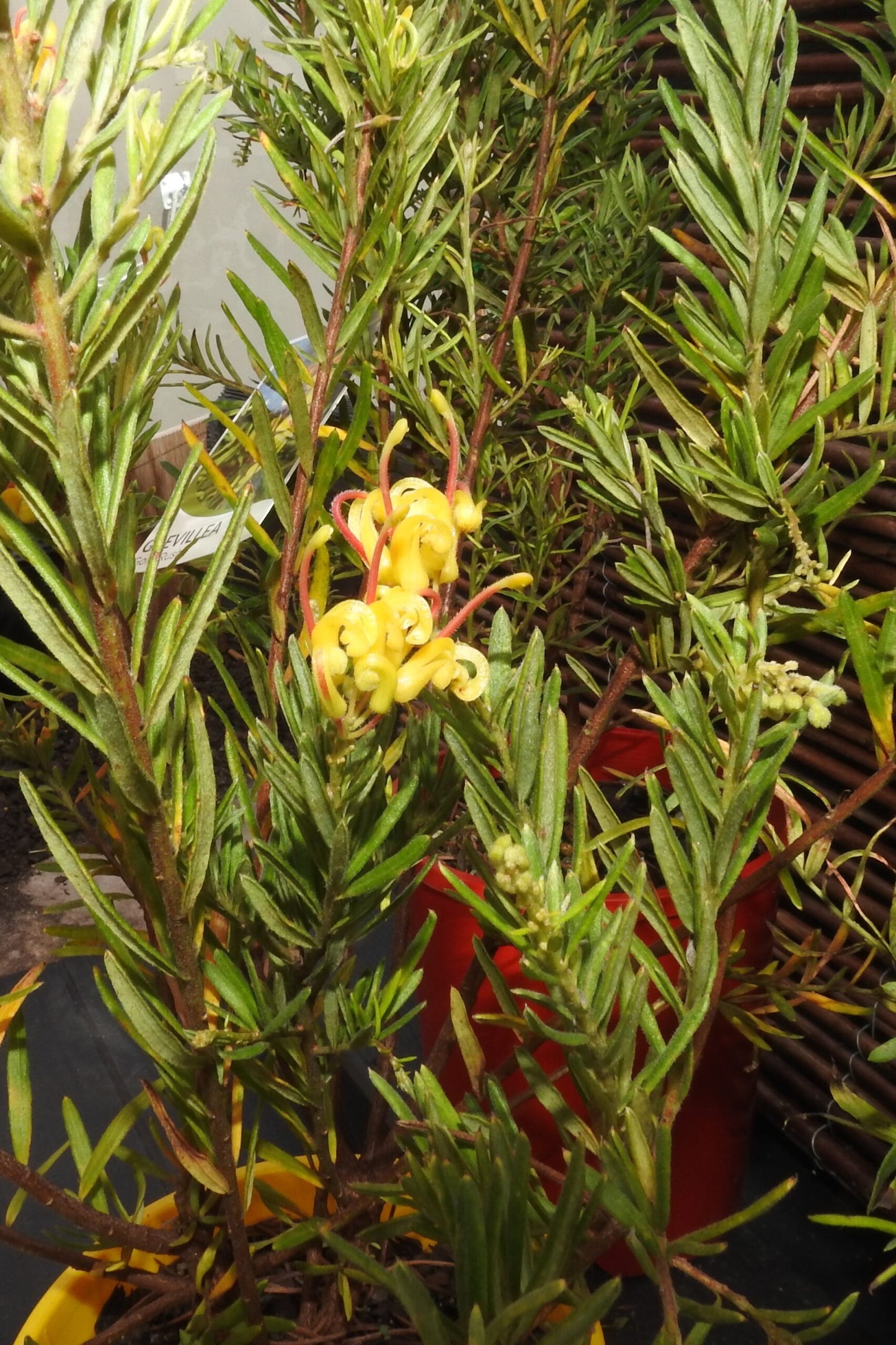 Grevillea Gold Rush