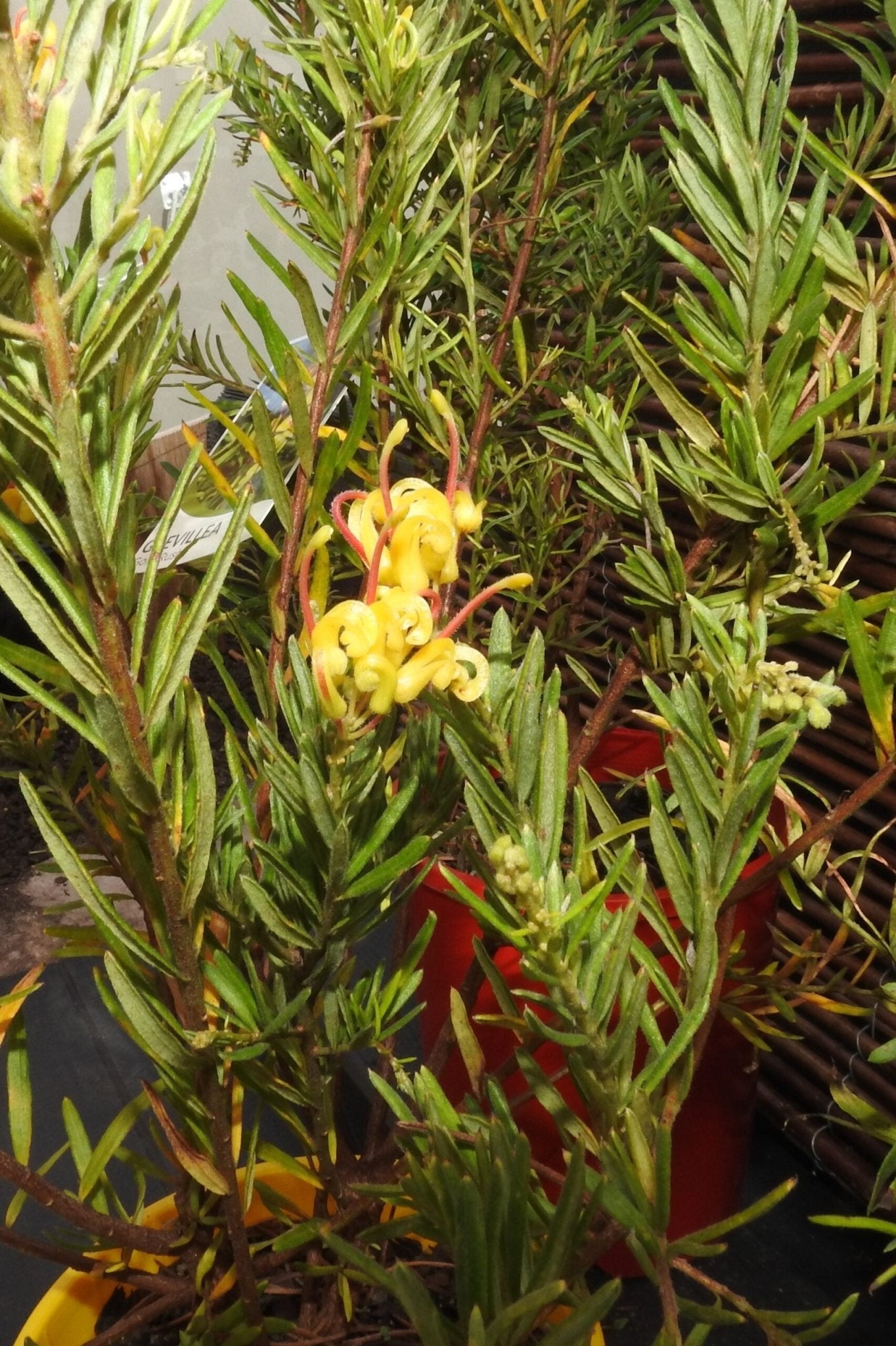 Grevillea Gold Rush - Ladybird Nursery