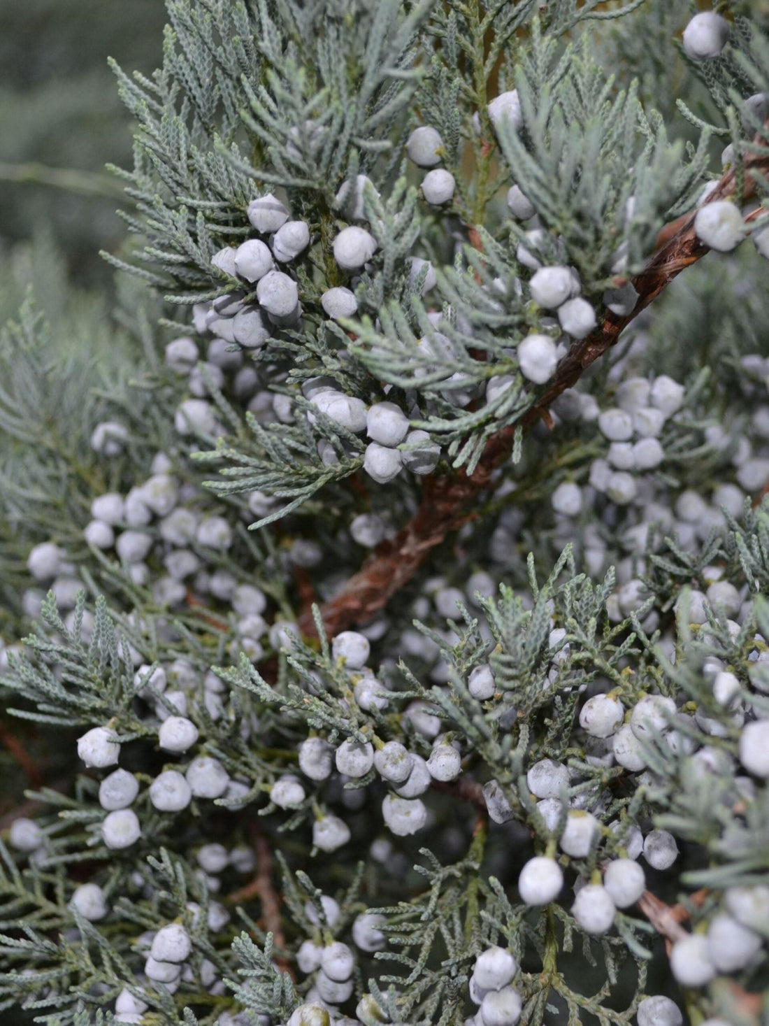 Creeping Juniper Wiltonii Glauca (Juniperus horizontalis) - Ladybird Nursery