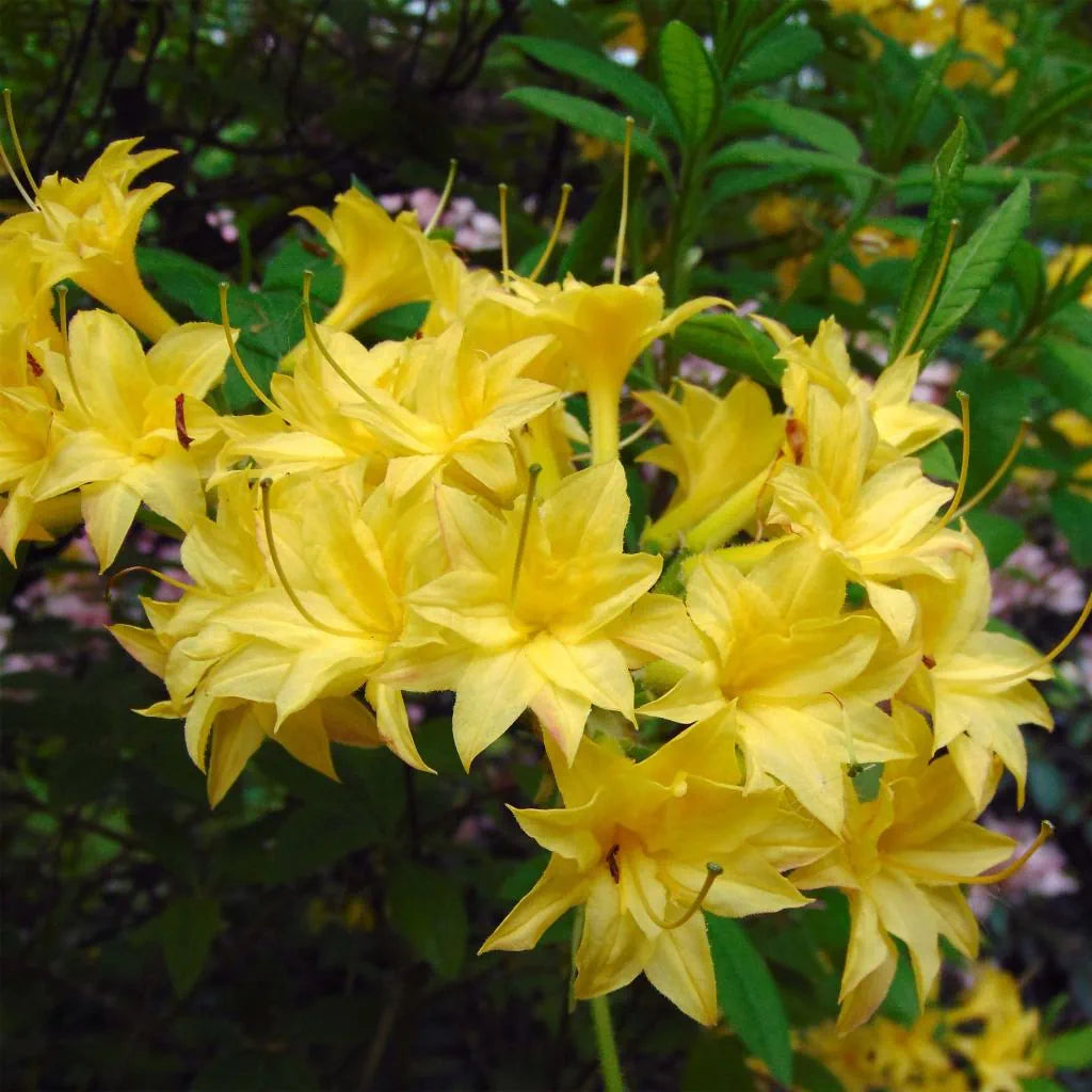 Azalea Mollis Narcissiflora