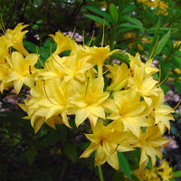 Azalea Mollis Narcissiflora