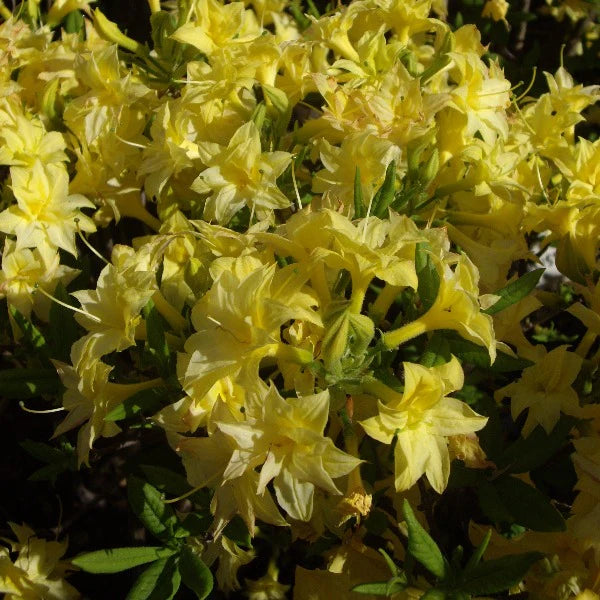Azalea Mollis Narcissiflora