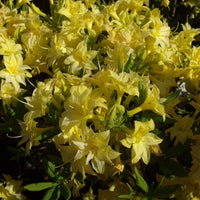 Azalea Mollis Narcissiflora