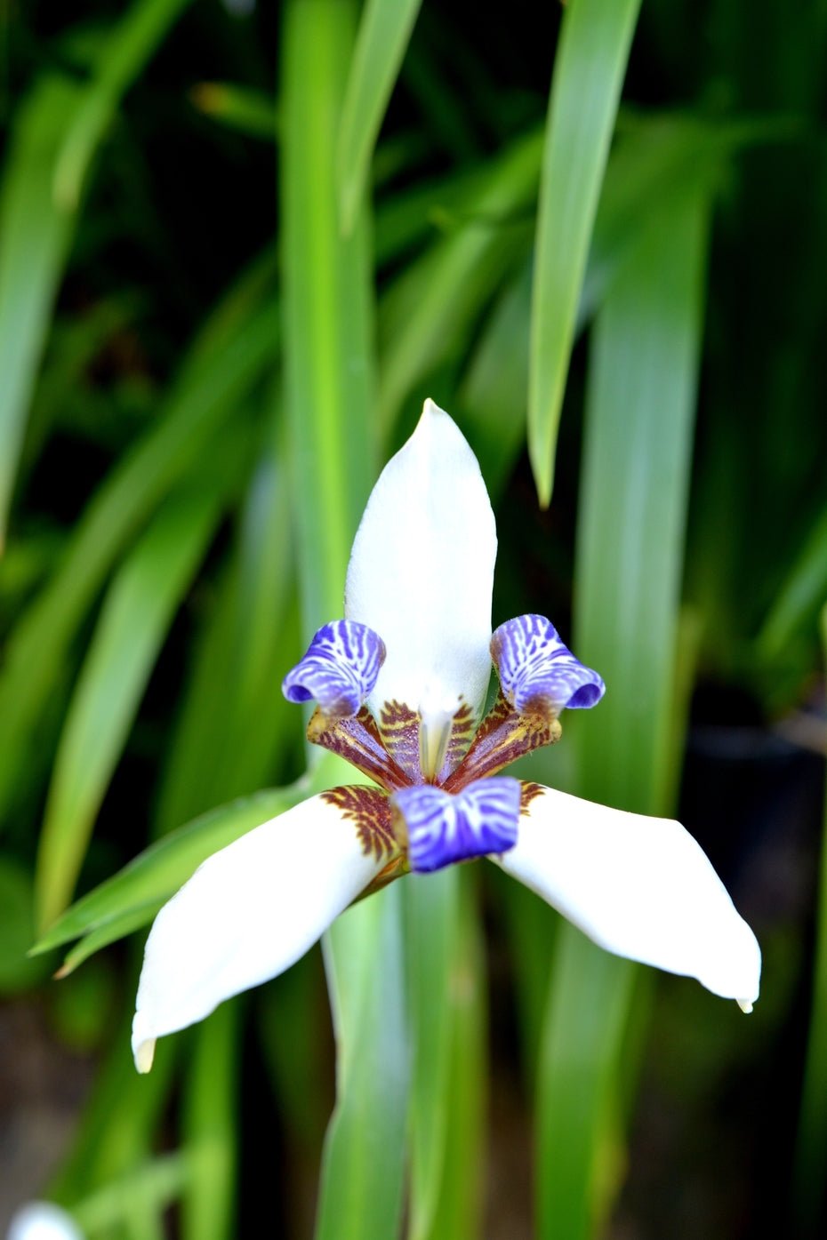 Brazilian Walking Iris Tri - Colour (Neomarica gracilis) - Ladybird Nursery