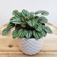 Peperomia Piccolo Banda (Peperomia) - Ladybird Nursery