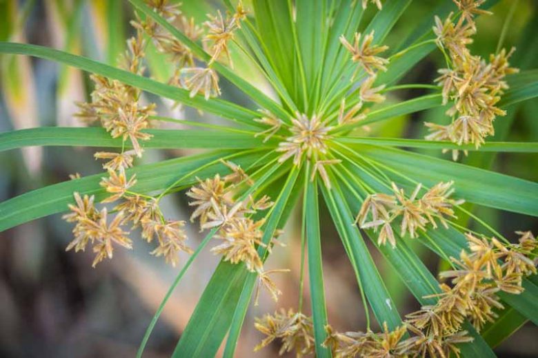 Umbrella Sedge (Cyperus alternifolius)