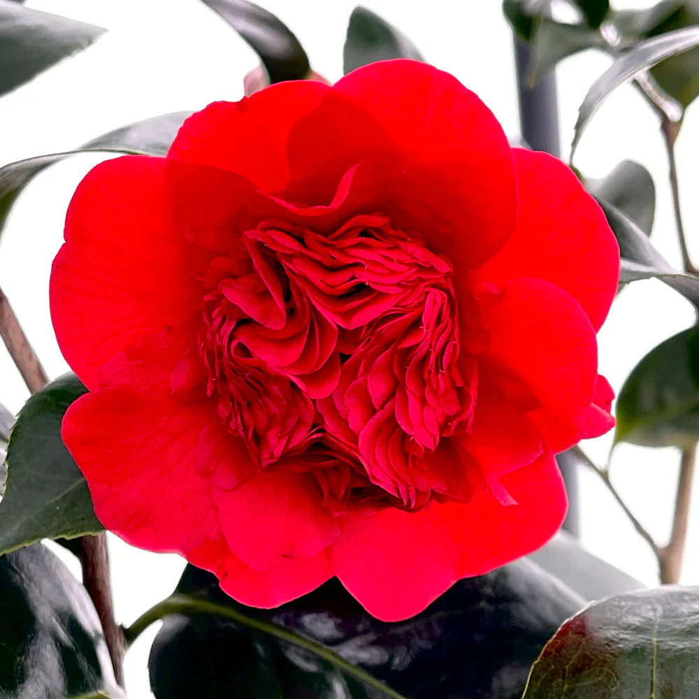 Camellia Professor Charles S Sargeant (Camellia japonica)