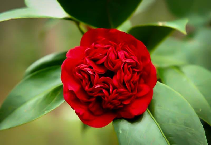 Camellia Professor Charles S Sargeant (Camellia japonica) - Ladybird Nursery