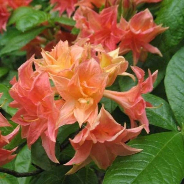 Azalea Mollis Norma - Ladybird Nursery