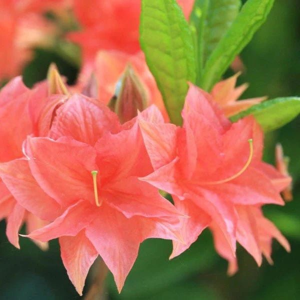 Azalea Mollis Norma - Ladybird Nursery