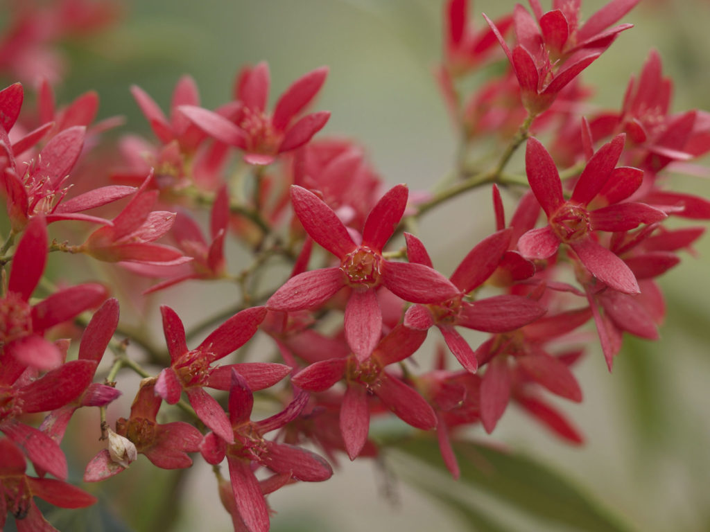 NSW Christmas Bush Alberys Red (Ceratopetalum gummiferum)