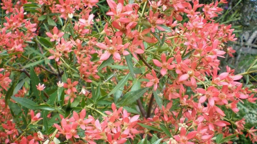 NSW Christmas Bush Alberys Red (Ceratopetalum gummiferum) - Ladybird Nursery