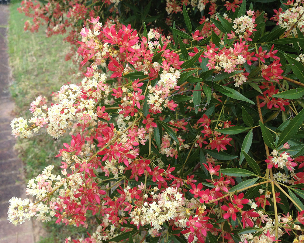 NSW Christmas Bush Alberys Red (Ceratopetalum gummiferum)