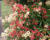 NSW Christmas Bush Alberys Red (Ceratopetalum gummiferum)