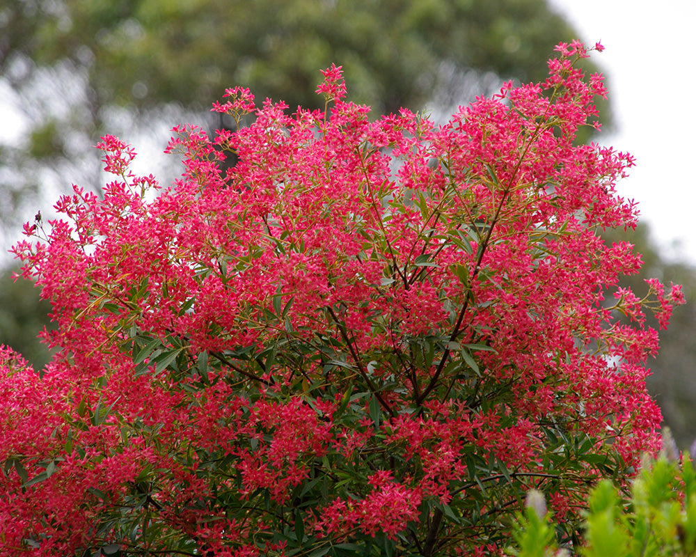 NSW Christmas Bush Alberys Red (Ceratopetalum gummiferum)