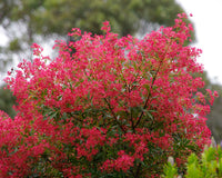 NSW Christmas Bush Alberys Red (Ceratopetalum gummiferum)