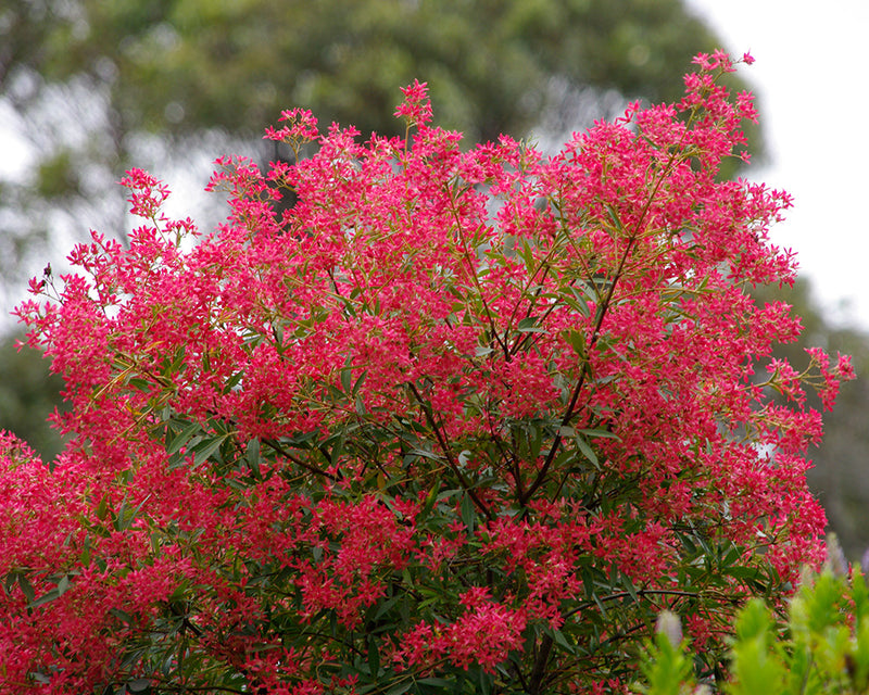 NSW Christmas Bush Alberys Red (Ceratopetalum gummiferum)