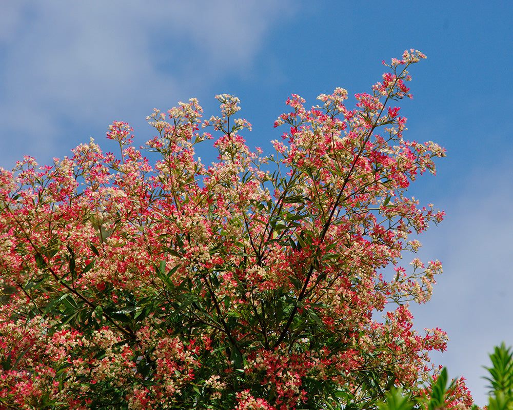 NSW Christmas Bush Alberys Red (Ceratopetalum gummiferum)