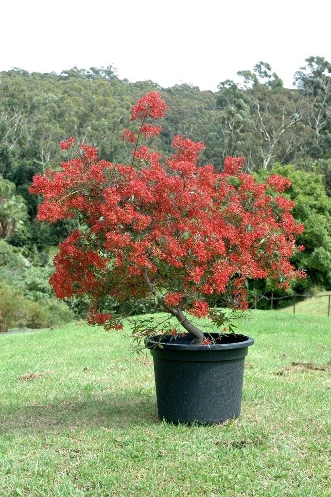 NSW Christmas Bush (Ceratopetalum gummiferum) - Ladybird Nursery