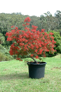 NSW Christmas Bush (Ceratopetalum gummiferum)