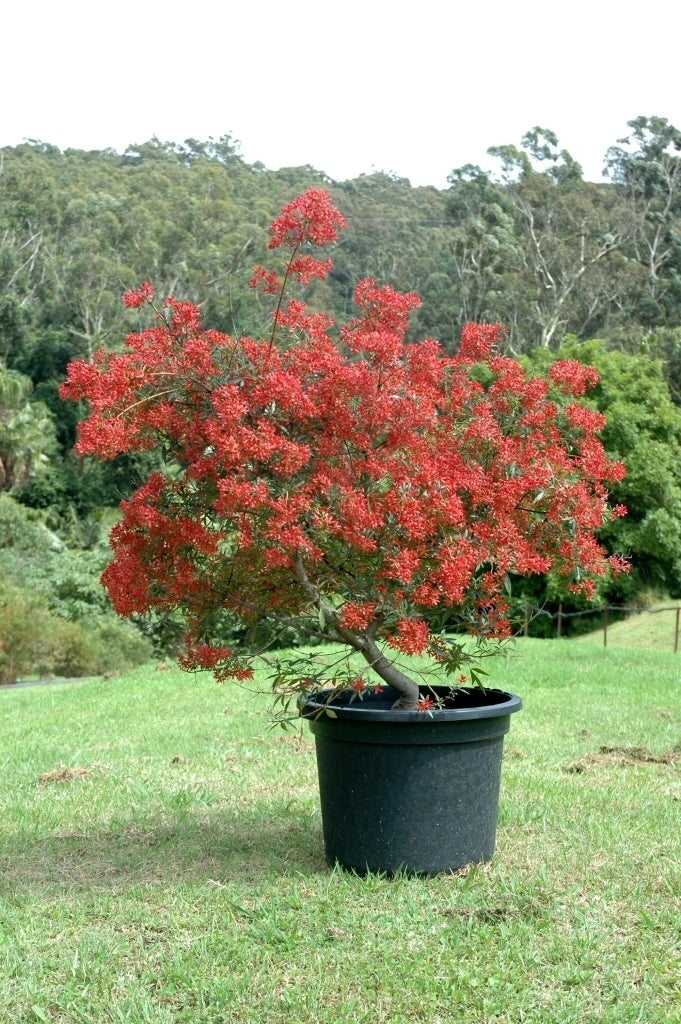NSW Christmas Bush (Ceratopetalum gummiferum)