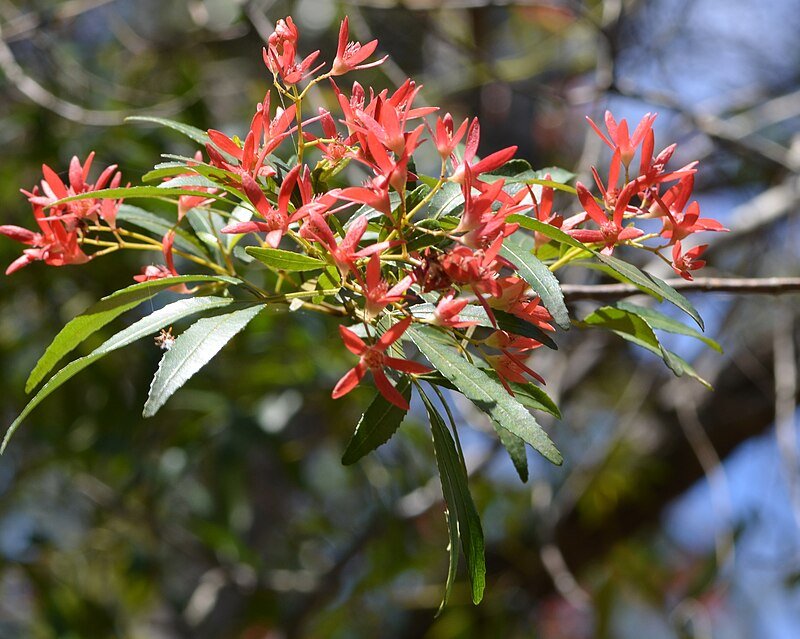 NSW Christmas Bush (Ceratopetalum gummiferum) - Ladybird Nursery