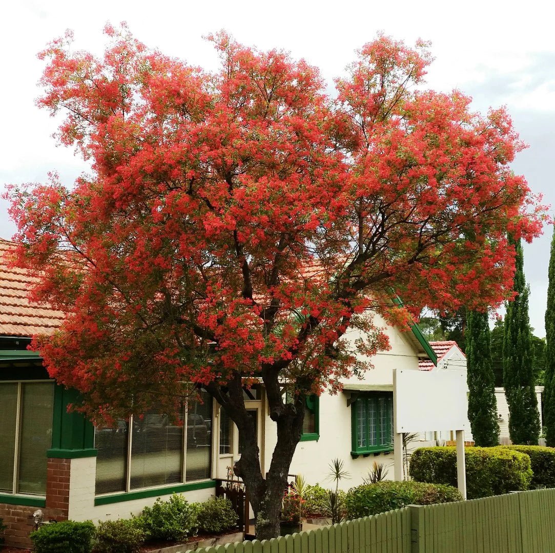 NSW Christmas Bush (Ceratopetalum gummiferum) - Ladybird Nursery