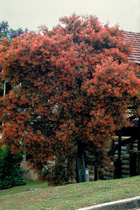NSW Christmas Bush (Ceratopetalum gummiferum)