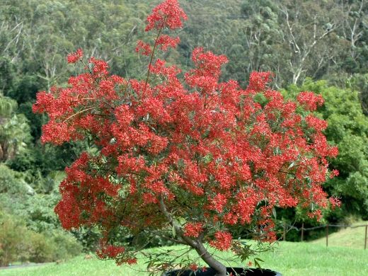 NSW Christmas Bush Red Red Red (Ceratopetalum gummiferum) - Ladybird Nursery