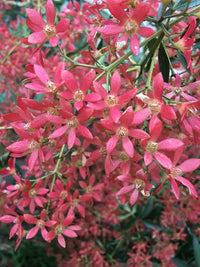NSW Christmas Bush Red Red Red (Ceratopetalum gummiferum) - Ladybird Nursery