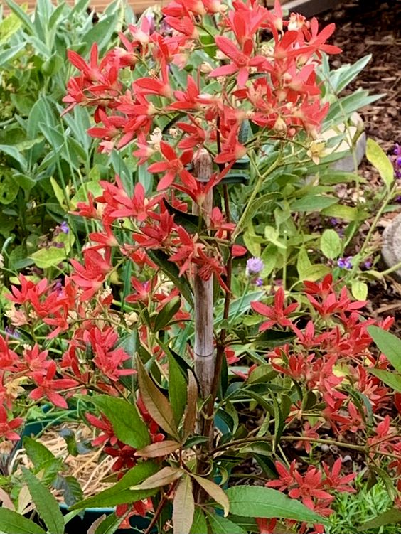 NSW Christmas Bush Red Red Red (Ceratopetalum gummiferum) - Ladybird Nursery