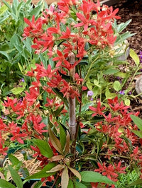 NSW Christmas Bush Red Red Red (Ceratopetalum gummiferum) - Ladybird Nursery