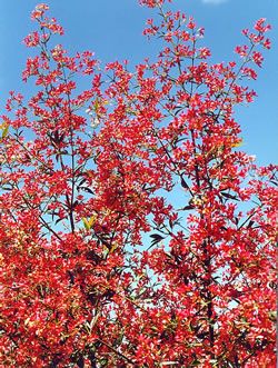 NSW Christmas Bush Red Red Red (Ceratopetalum gummiferum) - Ladybird Nursery