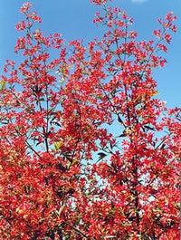NSW Christmas Bush Red Red Red (Ceratopetalum gummiferum)