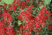 NSW Christmas Bush Red Red Red (Ceratopetalum gummiferum)