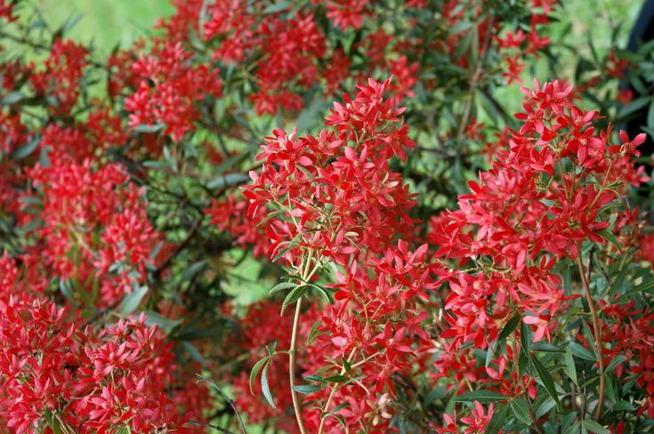 NSW Christmas Bush Red Red Red (Ceratopetalum gummiferum) - Ladybird Nursery