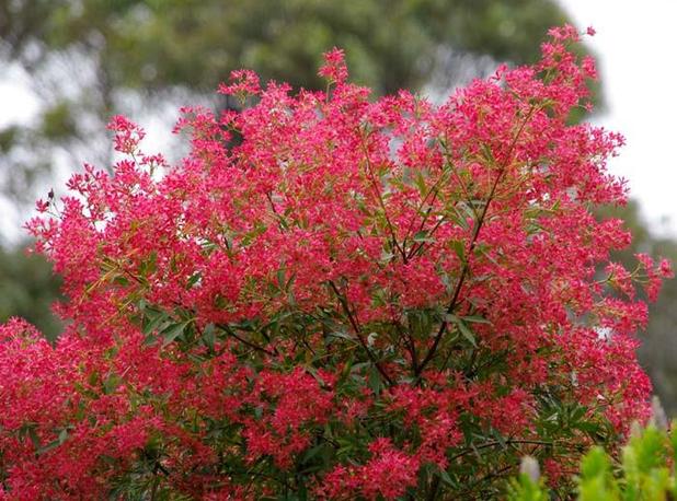 NSW Christmas Bush Shiraz Plant – Buy Now! – Ladybird Nursery