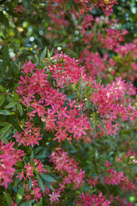 NSW Christmas Bush Shiraz (Ceratopetalum gummiferum) - Ladybird Nursery