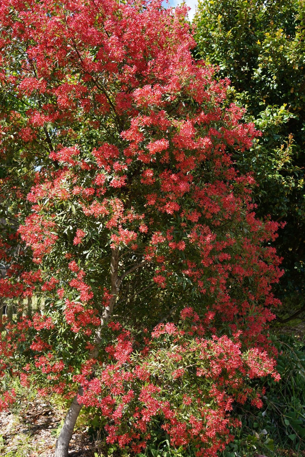 NSW Christmas Bush Shiraz (Ceratopetalum gummiferum)