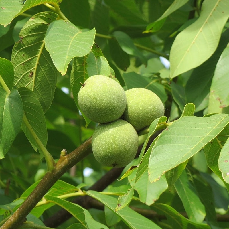 Walnut English