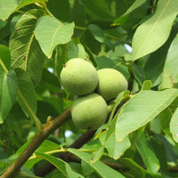 Walnut English
