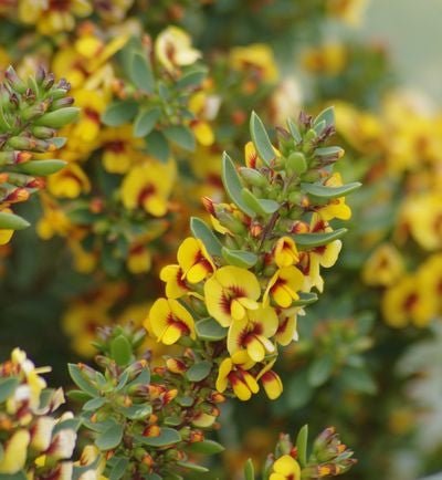 Nana Eutaxia (Eutaxia obovata) - Ladybird Nursery